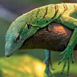 Falinaptár képes lemeznaptár 300x300mm, Lizards Realsystem 2027.