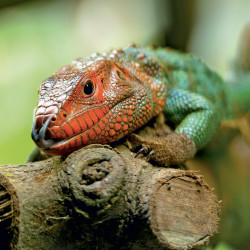 Falinaptár képes lemeznaptár 300x300mm, Lizards Realsystem 2027.