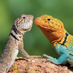 Falinaptár képes lemeznaptár 300x300mm, Lizards Realsystem 2027.
