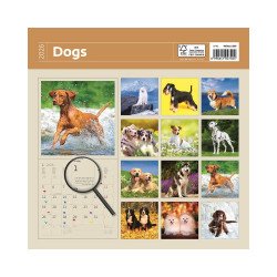 Falinaptár képes 300 x 300 mm, fehér lapokkal Dogs Dayliner 2026. Író- irodaszer, papíráru Dayliner