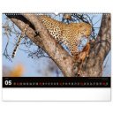 Falinaptár képes  480x330mm Wild Africa Realsystem 2027.