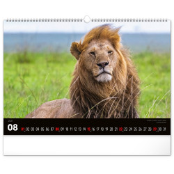 Falinaptár képes  480x330mm Wild Africa Realsystem 2027.