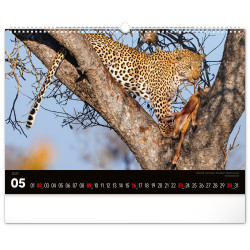 Falinaptár képes  480x330mm Wild Africa Realsystem 2027.