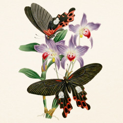 Falinaptár képes lemeznaptár 300x300mm, Butterflies Realsystem 2027. Író- irodaszer, papíráru Realsystem