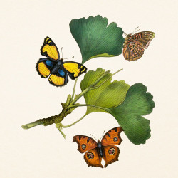 Falinaptár képes lemeznaptár 300x300mm, Butterflies Realsystem 2027.