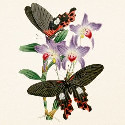 Falinaptár képes lemeznaptár 300x300mm, Butterflies Realsystem 2027. Író- irodaszer, papíráru Realsystem