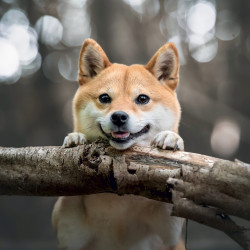 Falinaptár képes lemeznaptár 300x300mm, Happy Doge Realsystem 2027. Író- irodaszer, papíráru Realsystem