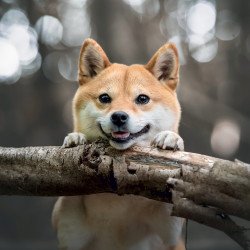 Falinaptár képes lemeznaptár 300x300mm, Happy Doge Realsystem 2027. Író- irodaszer, papíráru Realsystem