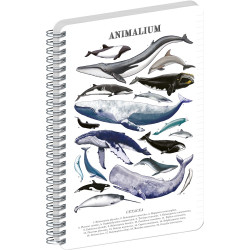 Jegyzetfüzet ikerspirálos Animalium – Marine Life, vonalas, 21x29,7cm A4, Presco Író- irodaszer, papíráru Presco