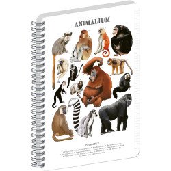 Jegyzetfüzet ikerspirálos Animalium – Primates, négyzethálós, 14,8x21cm A5, Presco Író- irodaszer, papíráru Presco
